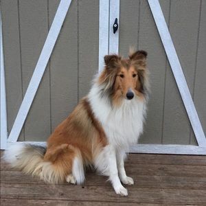 Meet your Posher, Samantha